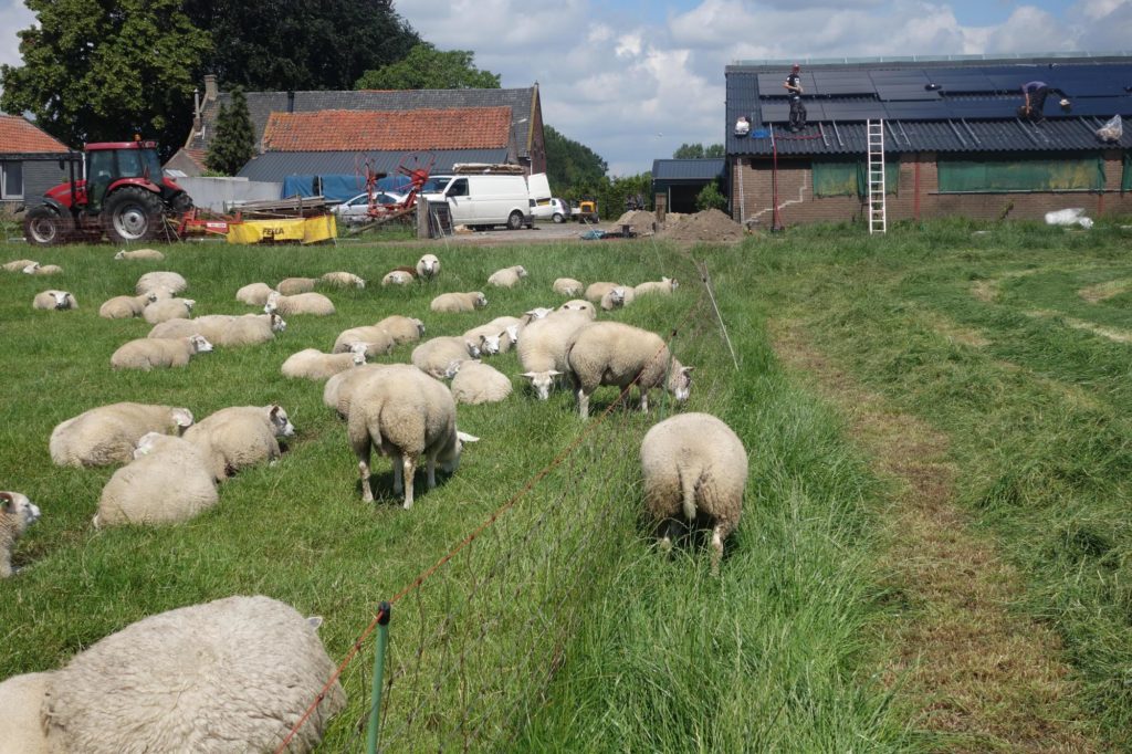 Een reeds gerealiseerd zonnedak: Schapenboerderij Eddy Hoeve